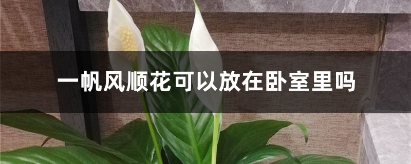一帆风顺花可以放在卧室里吗 一帆风顺花可以放在卧室里吗