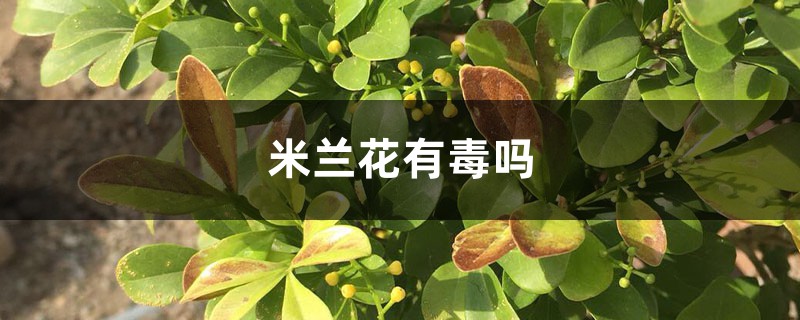 米兰花有毒吗 米兰花有毒吗