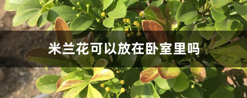 米兰花可以放在卧室里吗