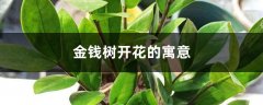 金钱树开花的寓意