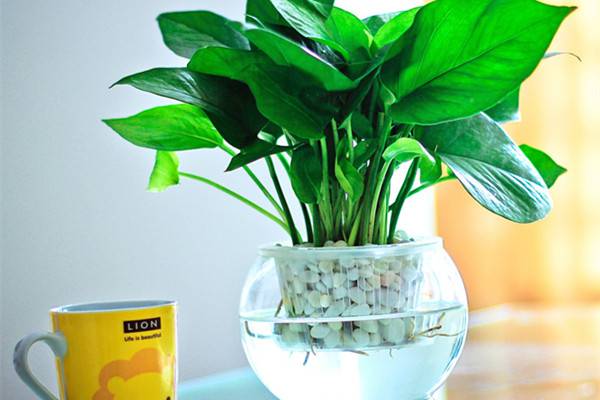 这21种植物,天生就是装修污染物的克星 这21种植物,天生就是装修污染物的克星
