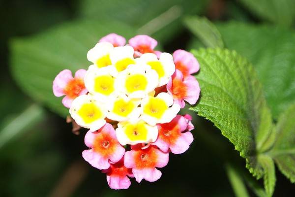 花卉颜色居然对风水也有影响 花卉颜色居然对风水也有影响