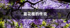 蓝花楹的传说