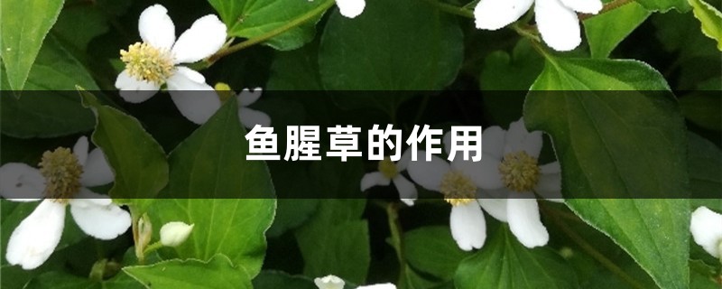 鱼腥草的作用 鱼腥草的作用