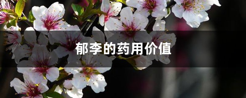 郁李的药用价值 郁李的药用价值