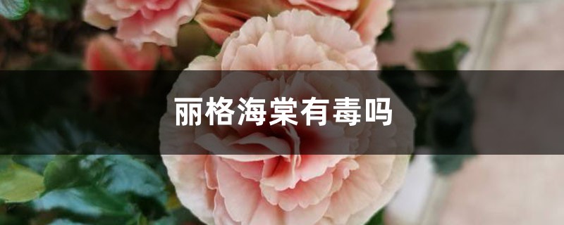 丽格海棠有毒吗 丽格海棠有毒吗