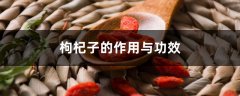 枸杞子的作用与功效