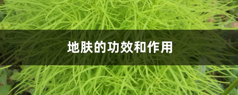地肤的功效和作用 地肤的功效和作用