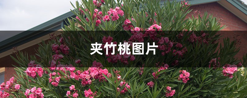 夹竹桃图片 夹竹桃图片