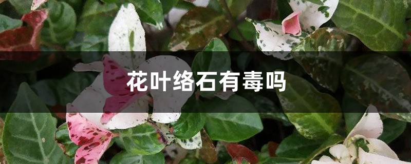 花叶络石有毒吗 花叶络石有毒吗