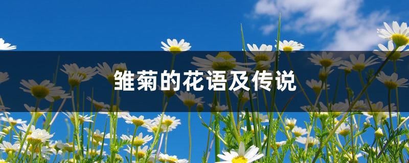雏菊的花语及传说 雏菊的花语及传说