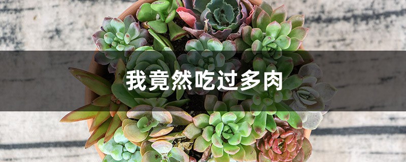 我竟然吃过多肉 我竟然吃过多肉
