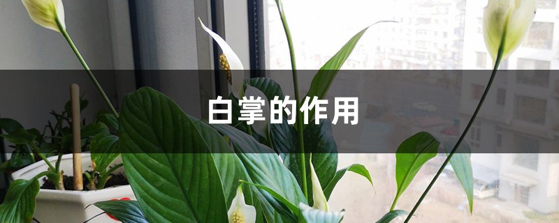 白掌的作用 白掌的作用