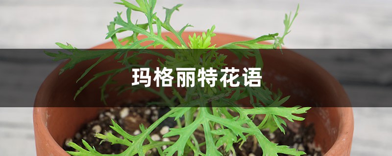 玛格丽特花语 玛格丽特花语