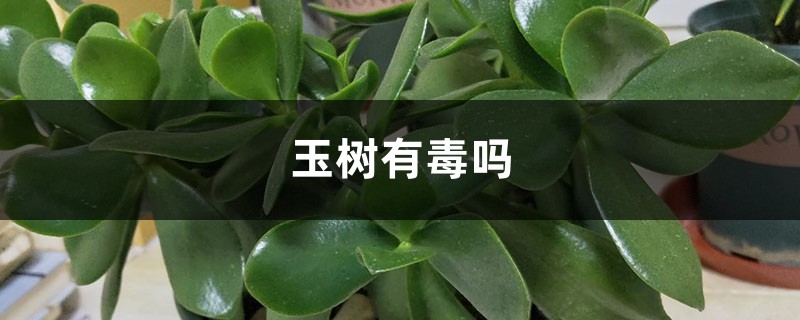 玉树有毒吗 玉树有毒吗