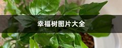 幸福树图片大全