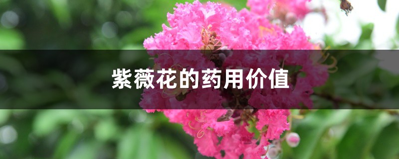 紫薇花的药用价值 紫薇花的药用价值