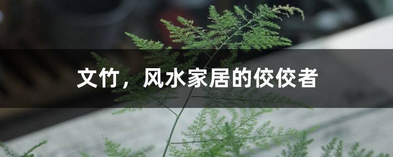 文竹,风水家居的佼佼者 文竹,风水家居的佼佼者