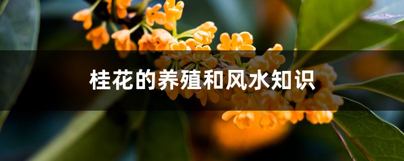 桂花的养殖和风水知识 桂花的养殖和风水知识