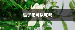 栀子花可以吃吗