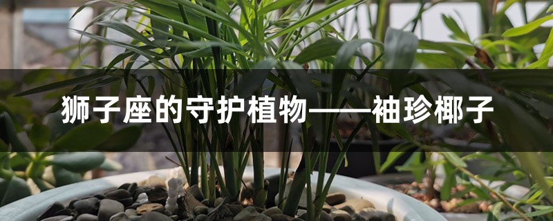 狮子座的守护植物——袖珍椰子 狮子座的守护植物——袖珍椰子