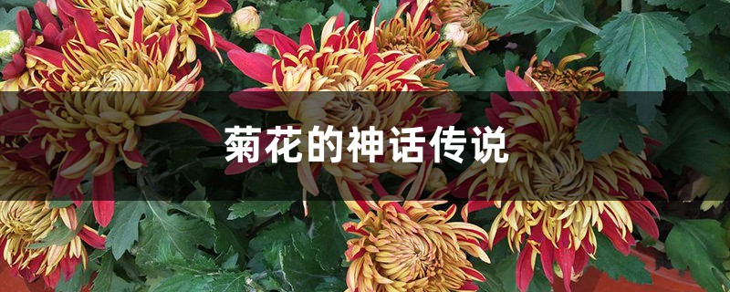 菊花的神话传说 菊花的神话传说