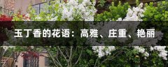 玉丁香的花语：高雅、庄重、艳丽