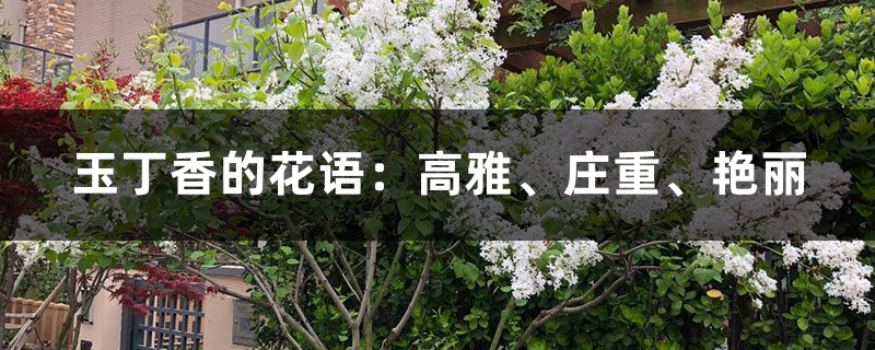 玉丁香的花语:高雅、庄重、艳丽 玉丁香的花语:高雅、庄重、艳丽