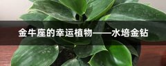 金牛座的幸运植物——水培金钻