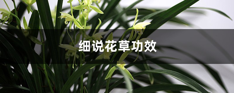 细说花草功效