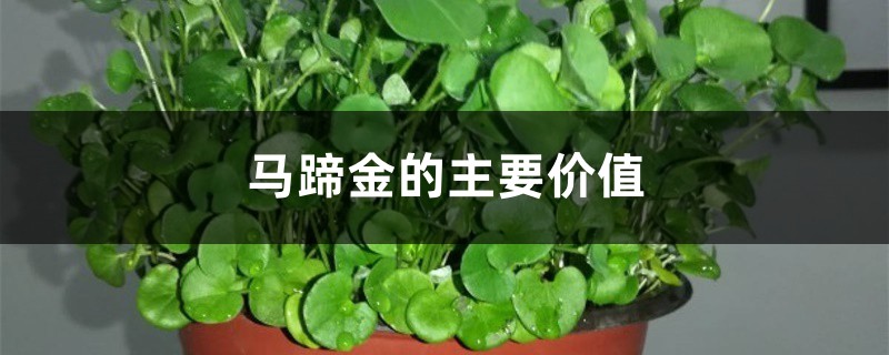 马蹄金的主要价值 马蹄金的主要价值