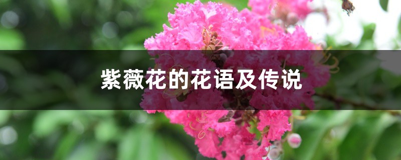 紫薇花的花语及传说 紫薇花的花语及传说