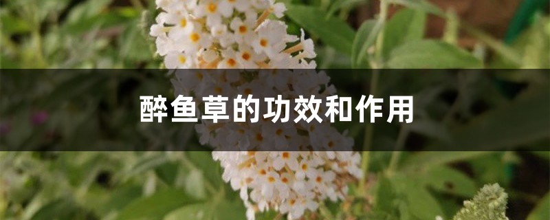 醉鱼草的功效和作用 醉鱼草的功效和作用