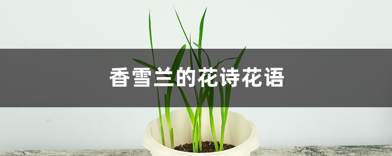 香雪兰的花诗花语 香雪兰的花诗花语