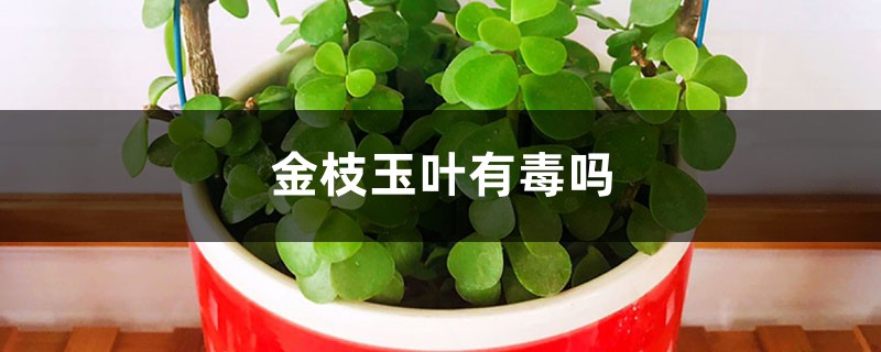 金枝玉叶有毒吗 金枝玉叶有毒吗