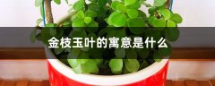 金枝玉叶的寓意是什么