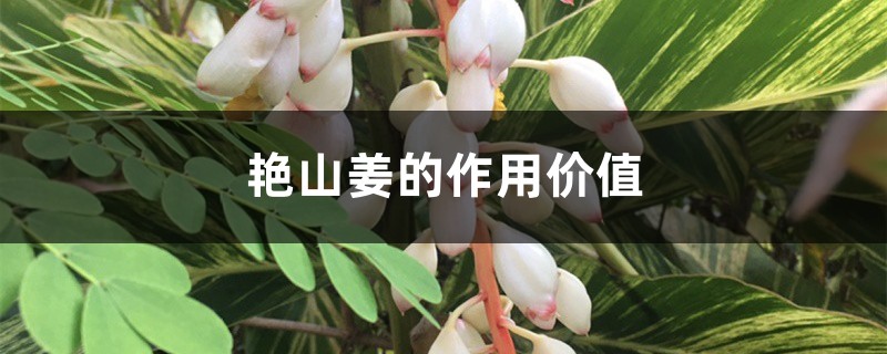 艳山姜的作用价值 艳山姜的作用价值
