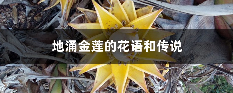 地涌金莲的花语和传说 地涌金莲的花语和传说