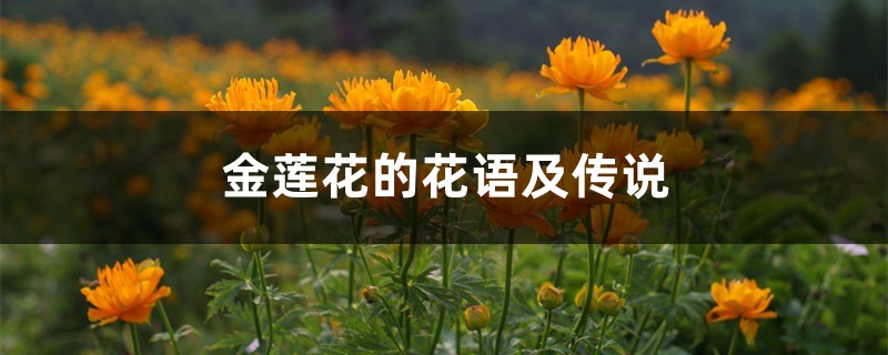 金莲花的花语及传说 金莲花的花语及传说