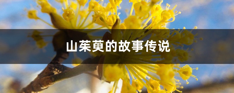 山茱萸的故事传说 山茱萸的故事传说