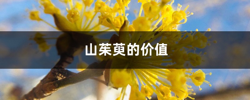 山茱萸的价值 山茱萸的价值
