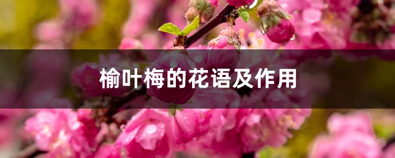 榆叶梅的花语及作用 榆叶梅的花语及作用
