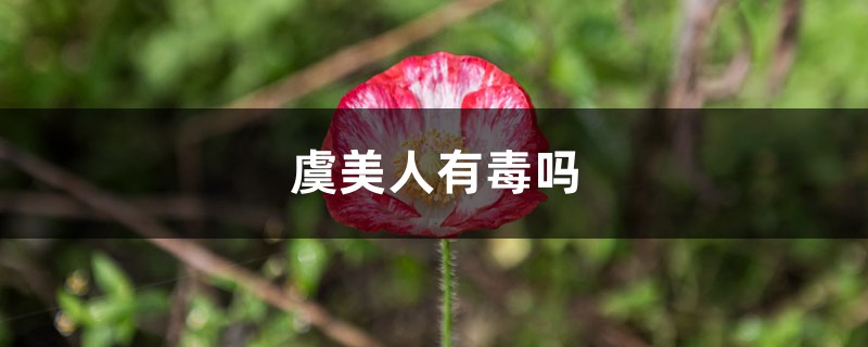 虞美人有毒吗 虞美人有毒吗