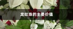 龙吐珠的主要价值