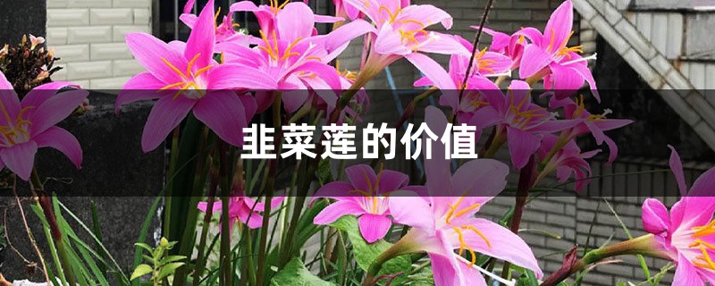 韭菜莲的价值 韭菜莲的价值