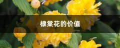 棣棠花的价值