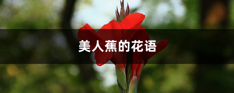 美人蕉的花语 美人蕉的花语