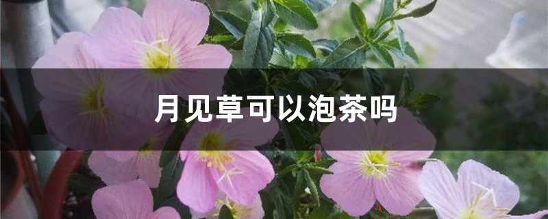 月见草可以泡茶吗 月见草可以泡茶吗