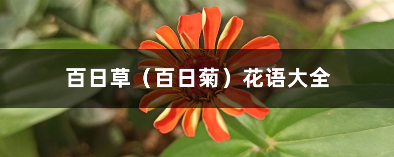 百日草(百日菊)花语大全 百日草(百日菊)花语大全
