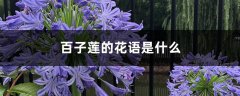 百子莲的花语是什么